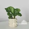 Flores de bonsai para exibição em mesa interna fácil de cuidar folhas coloridas plantas verdes plantas de bonsai estilo celebridade da internet INS