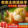 40 Huevos Frescos Vivos, de 13 Días, Huevos Crudos Picantes de Cinco Sabores Listos para Comer, Huevos Crudos Cocidos, Huevos Templados