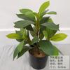 Planta Simulada Hoja de Taro Grande Maceta Adornos de Escritorio Maceta Falsa Decoración de Oficina Planta en Maceta de Hoja de Taro Simulada Venta al por Mayor