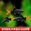 Tiburón Negro de Cola Roja Pez Tropical de Agua Dulce Herramienta Potente para Eliminar Algas y Comer Musgo Carroñero Arena Arcoíris Tiburón Rosa Vivo