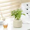 Planta de Escritorio en Maceta Persona Perezosa Purifica el Aire Florales de Interior Sala de Estar Oficina Plantas Verdes Estilo Ins Escandinavo Hogar Nuevo