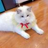 Babador Pet Toalha Escorregadia Gato Ursinho Babador Gola Redonda Lenço Doce Babador de Renda Cachorro Lenço de Cachorro