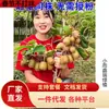 Mudas de Kiwi para Dropshipping, Jujuba Vermelha Macia, Mudas de Kiwi Xuxiang, Mudas de Kiwi do Mesmo Sexo no Sul e no Norte
