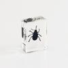 Aiwei nueva decoración de especímenes de insectos de tamaño pequeño insecto real resina epoxi pueblo libro espécimen ámbar material didáctico para niños
