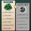 Alho Laba de Shandong, Legumes em Conserva Autênticos, Alho Açucarado, Alho Agridoce, Dentes de Alho em Conserva, Alho Verde em Conserva, Dentes de Alho em Conserva