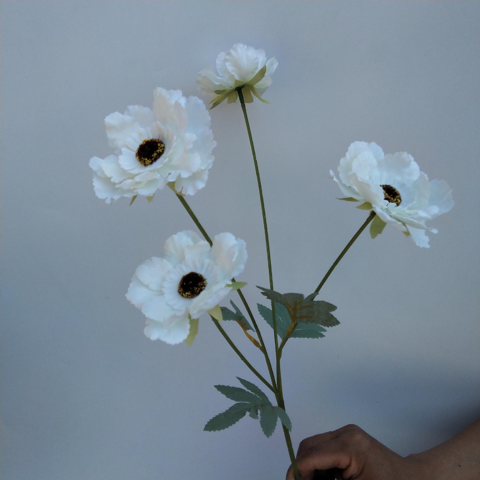 四头太阳菊花白色