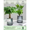 Árbol de la Fortuna Trenzado Planta Pequeña en Maceta Bonsái Escritorio Oficina Planta Verde Tolerante a la Sombra Planta Hidropónica