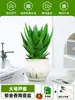 Ciudad sin Noche Planta de Aloe Vera en Maceta Planta Verde Purificadora de Aire de Interior Suculenta para Escritorio de Oficina Flor de Cuatro Estaciones Cactus Plántula de Aloe Vera