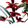 Plántulas de Orquídeas, Orquídeas, Orquídeas Rojas, Flores Fáciles de Cultivar en Todas las Estaciones, Brotes de Verano, Plantas Fragantes de Interior para Sala de Estar, Florales y Plantas Verdes, Plantas en Maceta