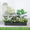 [Serie Y80] Decoración de Partición de Planta Verde Simulada Macetero Maceta Valla Paisajística de Plástico Biónico Diseño