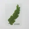 Marcador de Página de Hoja Laminada de Planta Enseñanza Infantil diy Flor Seca Tarjeta de Felicitación Estampado
