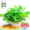 Planta en maceta de rábano verde de hoja grande para sala de estar, planta verde grande, oficina, eliminación de formaldehído, purificación del aire, casa nueva, rábano verde fácil de cultivar