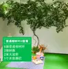 Folhas, galhos, videiras, flores artificiais, trepadeiras, canos, pilares, plantas trepadeiras, plantas verdes, plantas de parede, cobrindo imperfeições, decorações