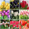 Bulbos de Tulipa Hidropônicos, Bulbos Grandes, Bulbos de Cinco Graus, Bulbos de Flor de Tulipa Cultivados em Solo, Resistentes ao Frio, Florescem no Inverno, Fáceis de Manter