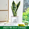 Espada-de-São-Jorge com Borda Dourada Suculenta de Vaso Fácil de Cuidar Planta Hidropônica Planta Verde para Escritório Flores de Interior Coleção Sala de Estar Espada-de-São-Jorge