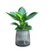 [Compra uno, llévate otro gratis] Planta Verde de Hoja Grande Diamante Dorado Princesa Verde Planta de Interior en Maceta para Oficina, Perenne Todo el Año, Cultivo Hidropónico y en Tierra