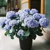 Mudas de hortênsia são plantas de flores em vasos fáceis de cultivar em ambientes internos e florescem o ano todo. as flores grandes no verão são fáceis de sobreviver