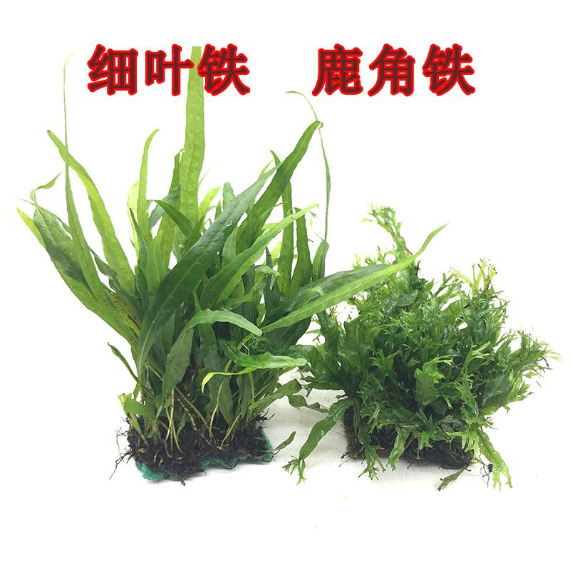 鹿角铁细叶铁1