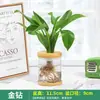 Plantas hidropônicas, plantas verdes em vaso, jiboia, gardênia, flores de interior, pequenas plantas verdes, fáceis de cuidar em todas as estações, suculentas, plantas em vaso cultivadas em água