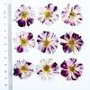 Material de flores secas en relieve de rosa grande, flores secas al por mayor, paquete de material de bricolaje, muestra de planta, hojas de flores reales, marco de fotos de flores batidas