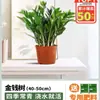 Árbol del Dinero Oficina Maceta Planta Alta Flor de Interior Sala de Estar Planta Verde Grande Venta al por Mayor Cadena de Dinero Árbol de la Fortuna