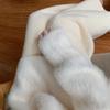 Pantalones Rectos Gruesos de Felpa de Cintura Alta Pequeños 2025 Cálidos Sueltos Adelgazantes para Niños 150