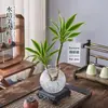 Plantas hidropônicas para cultivo indoor: Plantas de ferro brasileiras, lírios em vaso, bambu, decoração de mesa de escritório hidropônica, plantas ornamentais e plantas verdes