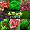 Plantas Acuáticas Locas Acuario Hierba Real Oxigenada Hidroponía Banyan de Agua Perezoso Madera Sumergida Paisajismo Entrada Plantas Acuáticas Fabricante Mayorista