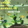 Peixe-anjo vive peixe ornamental tropical vermelho azul roxo amarelo verde jade verde tigre maçã verde vermelho amarelo fazenda de pesca atacado