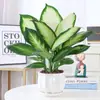 Planta em vaso Marian sempre-viva, planta verde e flor para sala de estar interna, sempre-viva o ano todo, fácil de manter, fácil de cuidar em todas as estações