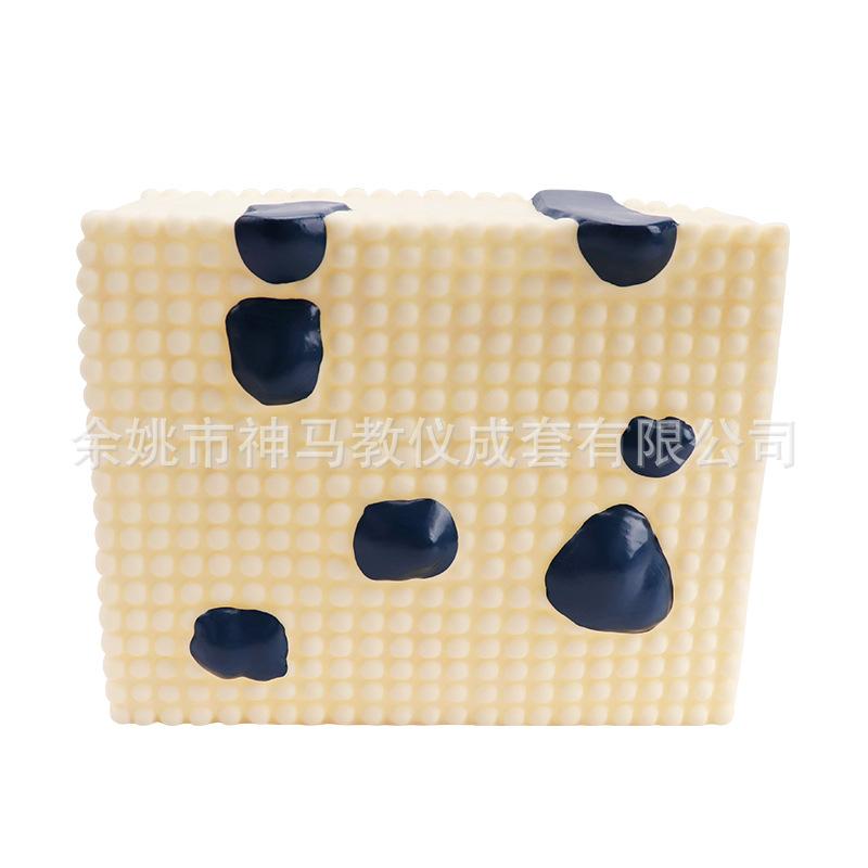 细胞膜结构模型-5