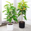 Orquídea Blanca en Maceta Orquídea Amarilla Interior Patio Florales de Aroma Fuerte con Capullos Plantas de Floración de Cuatro Estaciones Plántulas de Magnolia