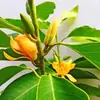 Envío directo de planta de magnolia blanca en maceta, plantones auténticos de magnolia blanca injertada, plantas grandes de hoja perenne para patio y balcón
