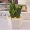 Plantas suculentas en macetas, plantas verdes fáciles de cuidar para escritorios de oficina, plantas en maceta de alta gama para plantar durante todo el año