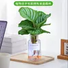 Plantas hidropônicas fáceis de cultivar em ambientes internos Calathea Maçã Verde planta verde planta em vaso adequada para todas as estações sala de estar escritório mesa folhas grandes tolerante à sombra