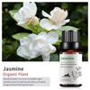 Exportación Transfronteriza Aceite Esencial Individual Fragancia Aromaterapia Masaje Aceite Esencial Sándalo Difusor Mayoreo Muestra de 10 ml
