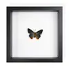 Mariposa Real, Especie Preciosa de Verano, Mariposa Rara con Alas Verdes Grandes, Adorno de Escritorio, Espécimen de Regalo, Pintura Decorativa, Marco de Fotos de Mariposa