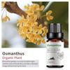 Exportación Transfronteriza Aceite Esencial Individual Fragancia Aromaterapia Masaje Aceite Esencial Sándalo Difusor Mayoreo Muestra de 10 ml