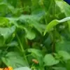 Manípulo de filtro de aço inoxidável para pulverizador agrícola com interruptor de válvula e tela de filtro, manípulo de pulverizador de pomar