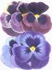 Paquete Combinado de Pensamientos de Tamaño Grande Flores Secas Venta al por Mayor Hecho a Mano en Relieve Paquete de Materiales DIY Espécimen de Planta Relieve