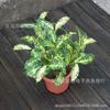 Accesorios de pared de plantas de madera con punta de estrella al por mayor Hoja de madera GE Estrella Dorada hojas de simulación paisaje verde decoración flor Trébol