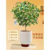 Plántulas de Osmanthus Florales en Maceta Todo el Año Osmanthus Agosto Osmanthus de Interior Fácil de Cultivar Comestible Balcón Patio Plantas Muy Aromáticas