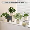 Plantas Verdes Artificiales, Flores Falsas, Flores Artificiales, Plantas Pequeñas de Escritorio en Maceta, Adornos Decorativos, Estanterías, Plantas Verdes Artificiales, Accesorios de Fotografía