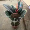 Árvores de Borracha em Vasos para Uso Interno Que Absorvem Formaldeído, Fáceis de Cuidar, Árvores de Borracha Pretas para a Sala de Estar, Árvores de Borracha Coloridas Vermelhas Guan Gong
