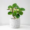 Planta Verde Pequeña en Maceta con Frutos, Maceta de Cerámica Árbol Bodi, Adorno de Escritorio Estilo Zen Chino, Fácil de Cuidar