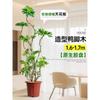 Planta en Maceta Grande de Interior de la Planta Perenne Schefflera Arborvitae para la Sala de Estar, Diseño de Pie