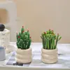 Plantas Atractoras de Fortuna, Árbol del Dinero, Suculentas Difíciles de Matar, Plantas Verdes para Escritorio de Oficina, Macetas