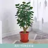 Fluoton Bolsita de Dinero Hoja Redonda Planta en Maceta Grande Sala de Estar Interior Oficina Plantación Verde Árbol del Dinero Buenas Plantas