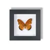 Especimen Decorativo Colgante de Mariposa Real Raro y Precioso, Adorno de Insecto con Marco de Madera Maciza, un Regalo Único para un Amigo Cercano