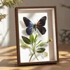 Molduras de Fotos Feitas à Mão DIY Cuidadosamente Selecionadas, Molduras Vazadas para Espécimes de Conchas, Pedras, Plantas, Flores Secas, Molduras de Exibição para Coleção e Preservação